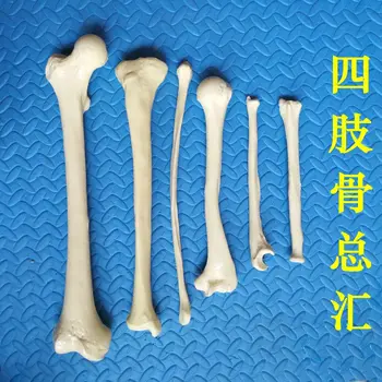 модел на човешкия скелет 1: 1, разпръснати кост раменна кост, лакътната кост, бедрена кост, на пищяла, костта на плешките